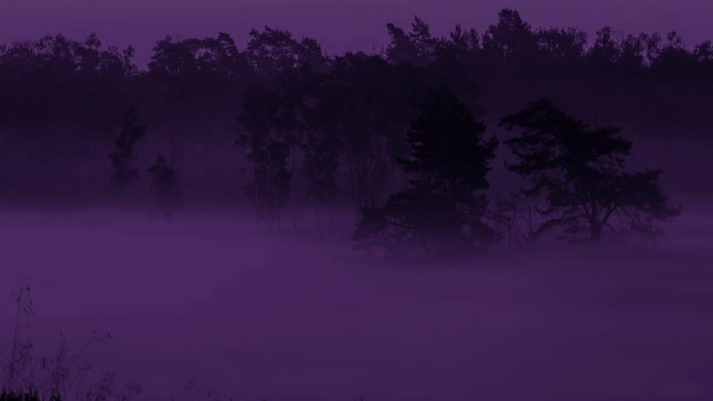Purple haze wallpaper