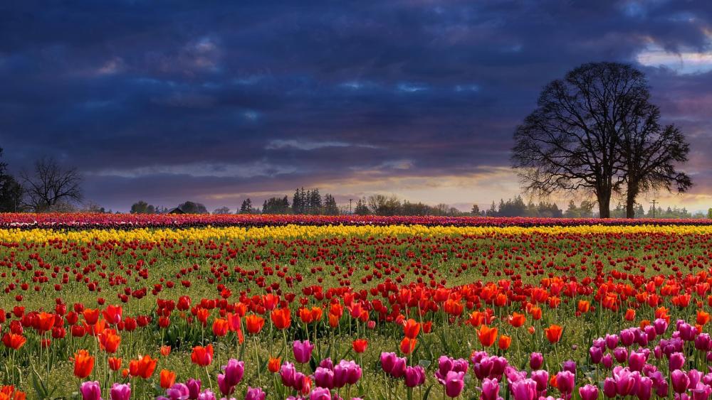 Cloudy tulip field wallpaper