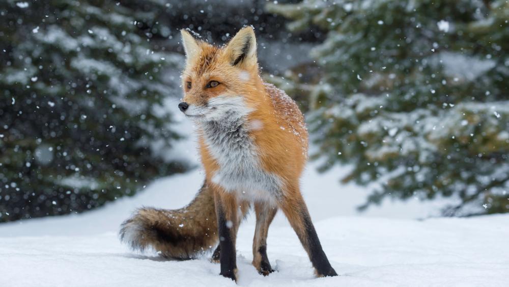 Fox in the snowfall wallpaper