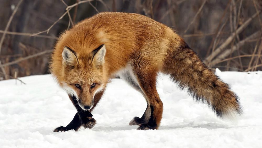 Hunting fox wallpaper