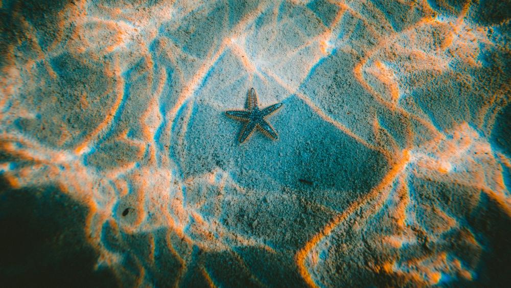 Starfish in the underwater sunlight wallpaper