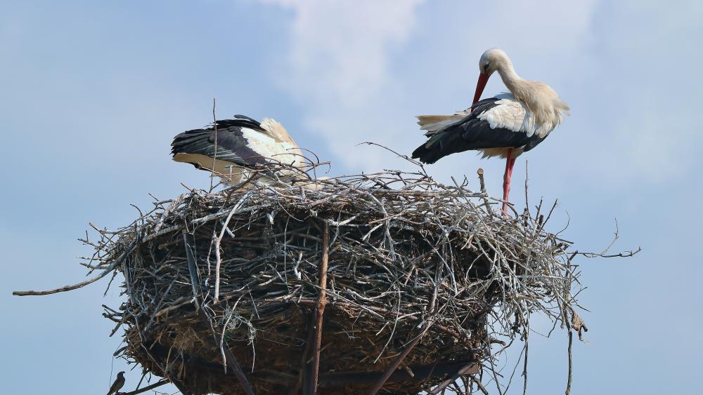 Stork nest wallpaper