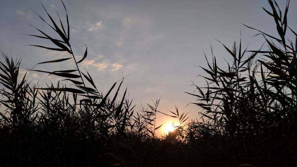 Serene Sunset Through Tall Reeds wallpaper