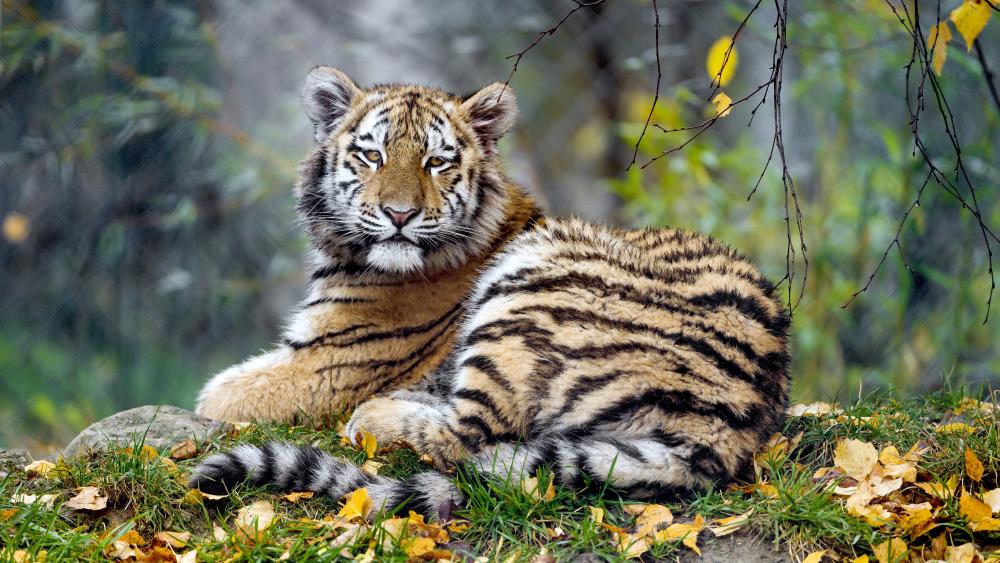 Resting tiger wallpaper