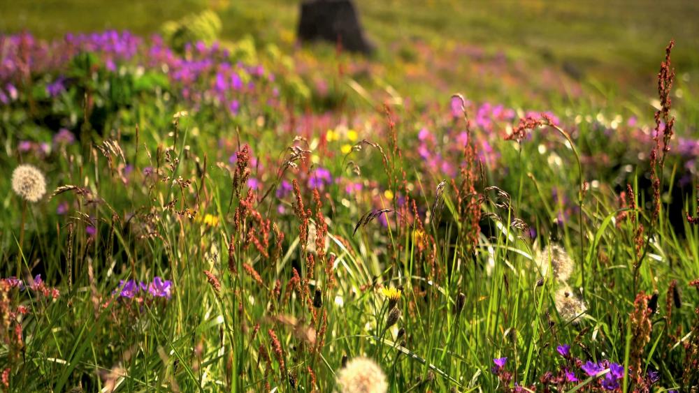 Beauty of nature flower wallpaper