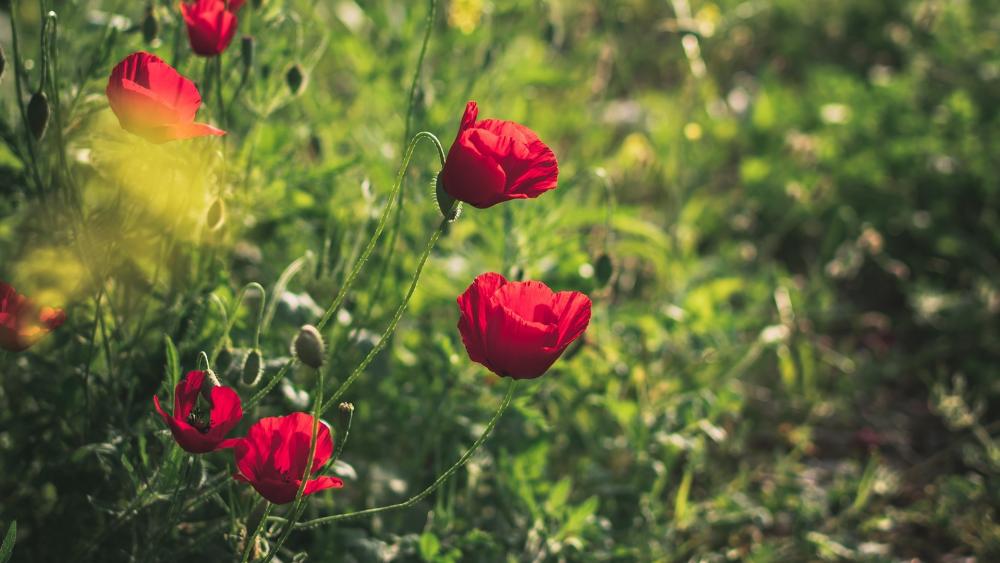 Red poppies for summer moods wallpaper