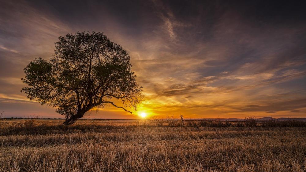 Solitary tree in the sunset wallpaper