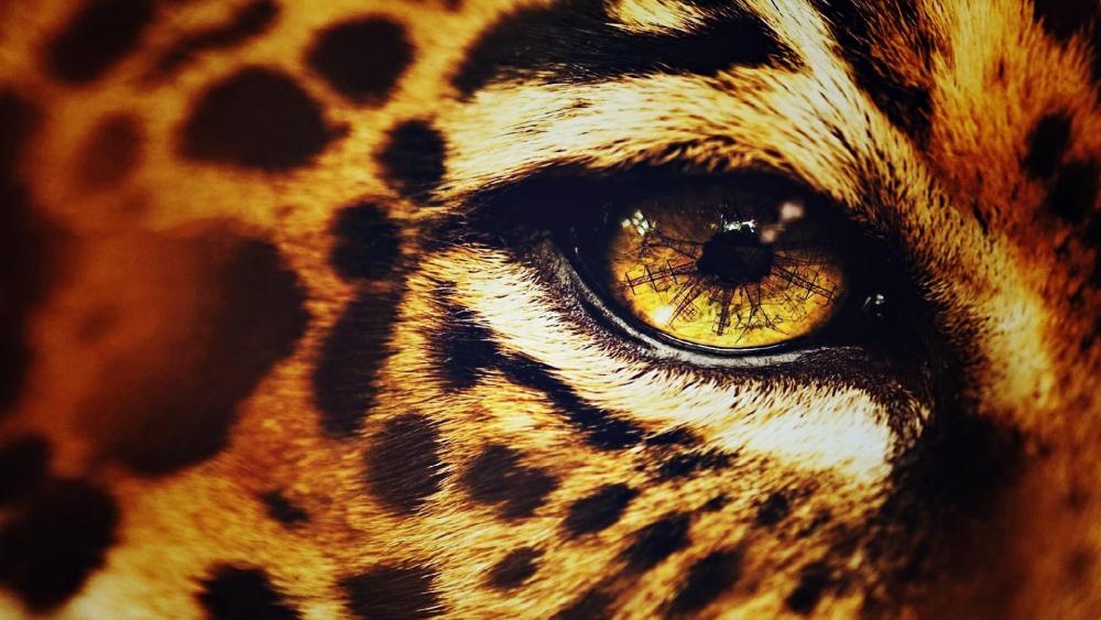 Cheetah eye wallpaper
