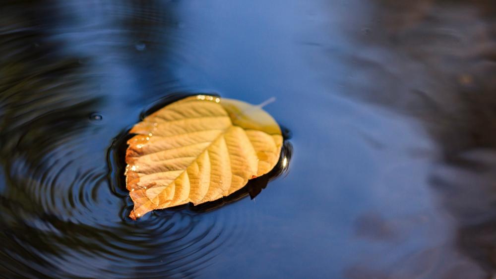 Fallen leaf is floating on the water wallpaper