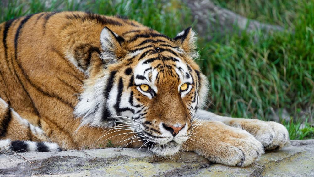 Majestic Tiger Resting in the Wild wallpaper