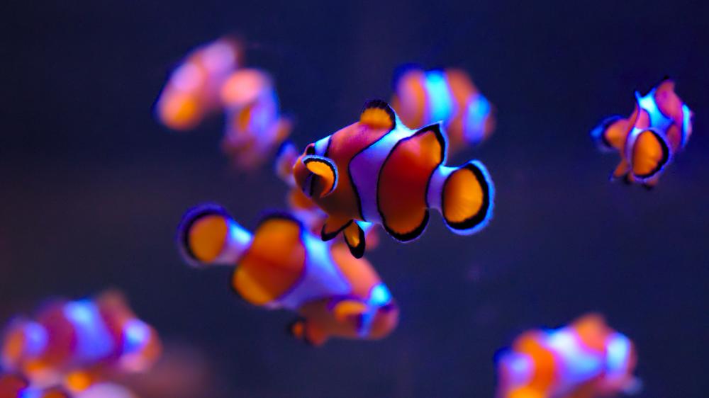 Clownfishes close-up wallpaper