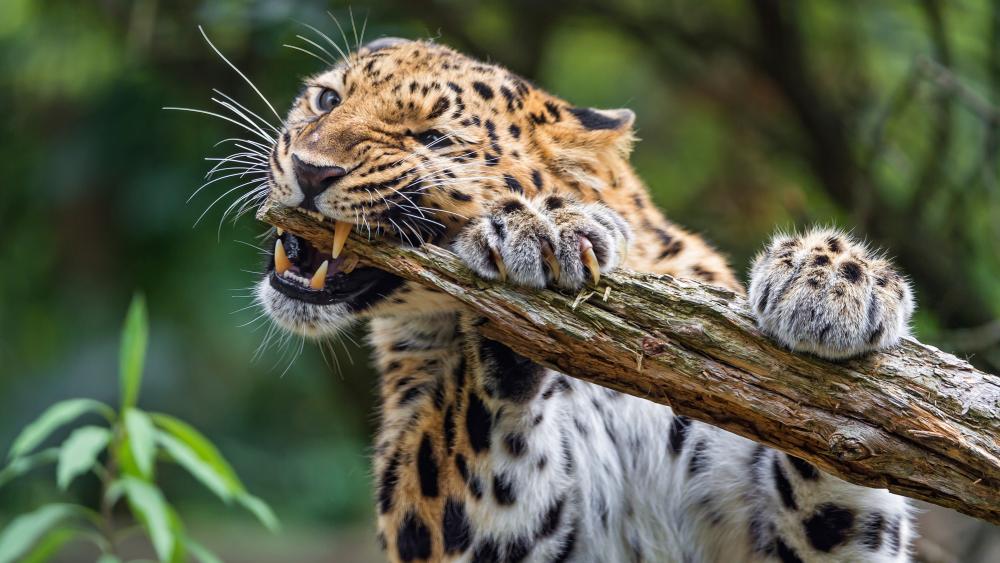 Leopard biting a branch wallpaper