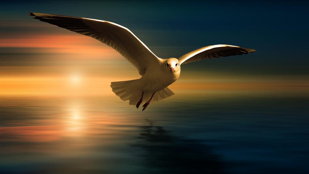 Seagull in the sunset wallpaper