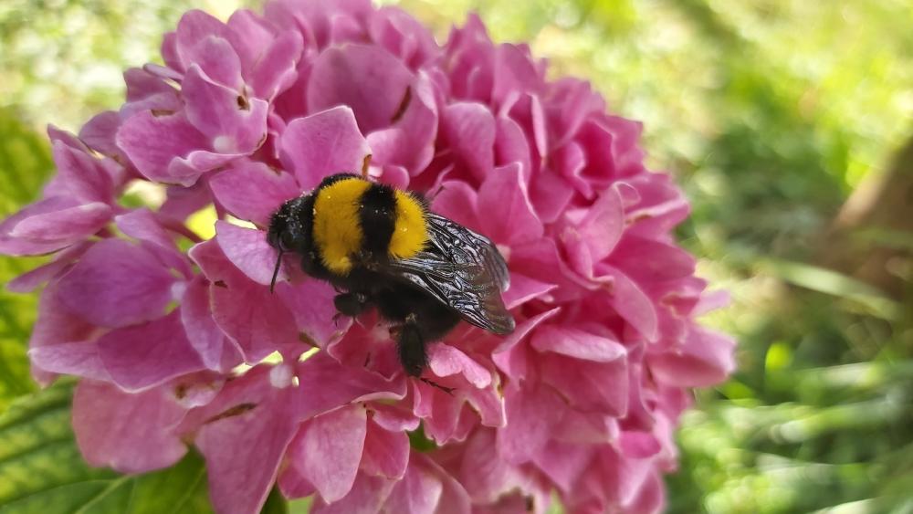 Bee on a hydrangea flower wallpaper