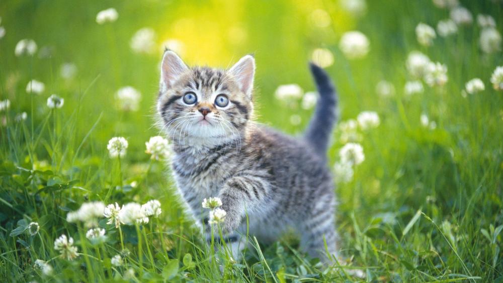 Cute cat in clover flower field wallpaper