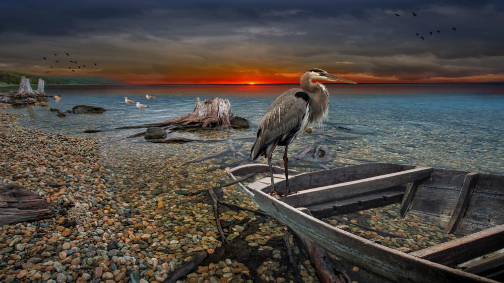 Great Blue Heron on a boat wreck wallpaper