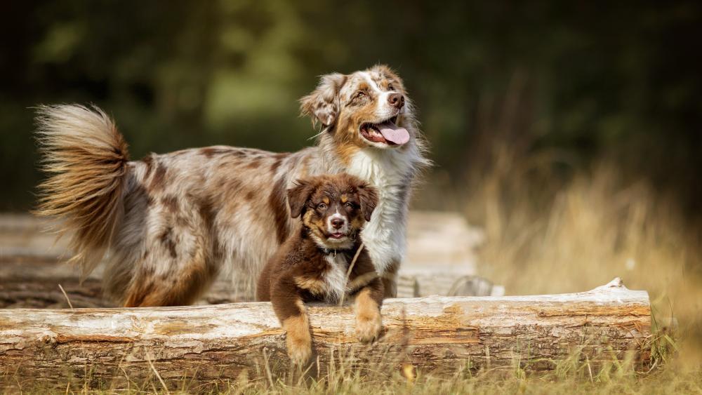Australian Shepherd puppy wallpaper