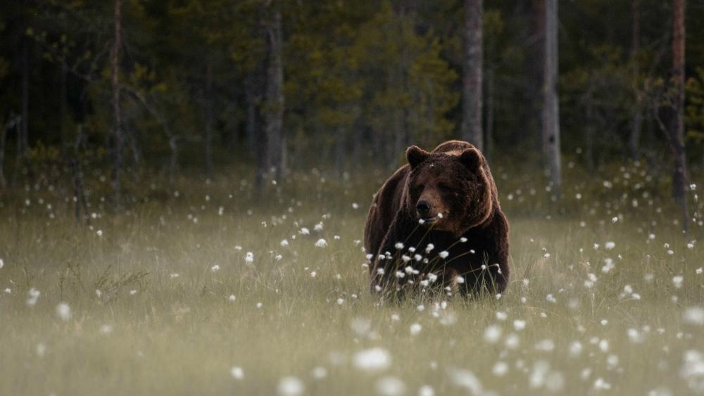 Bear in the forest glade wallpaper