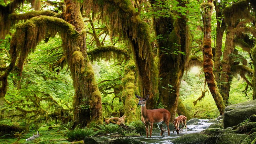 Deers in the rainforest wallpaper