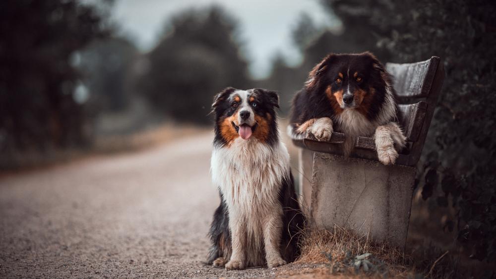 Australian Shepherds wallpaper