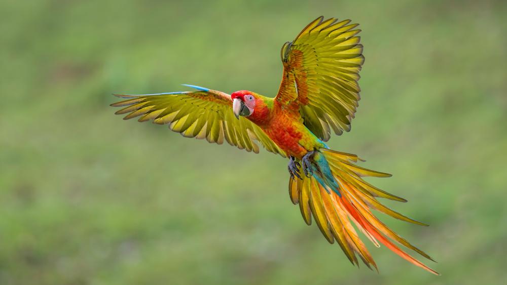 Flying macaw wallpaper