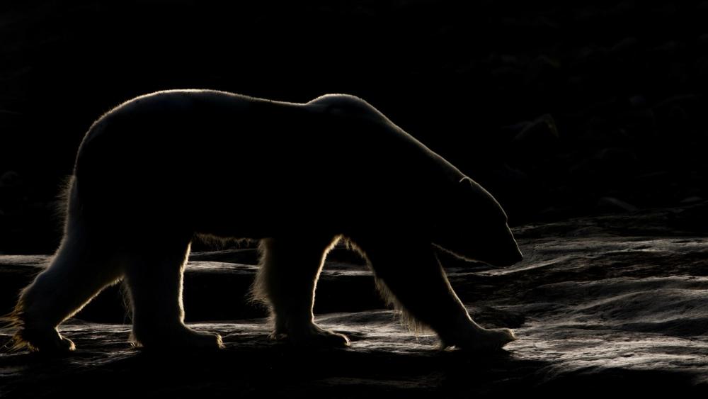 Polar bear in the darkness wallpaper