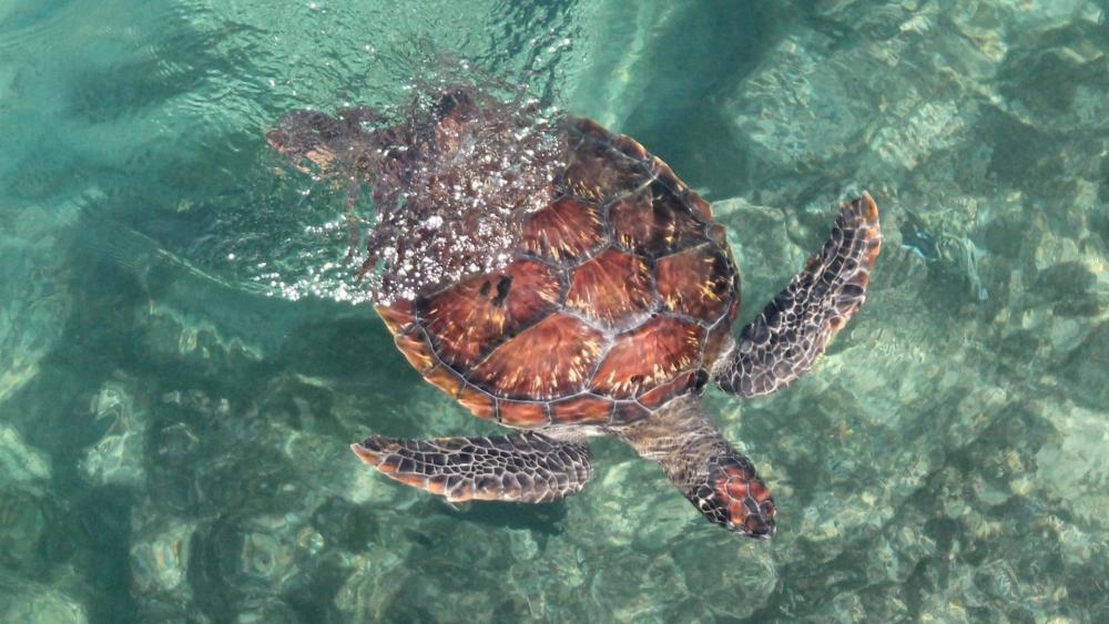 Turtle in Fresh Sea Water wallpaper