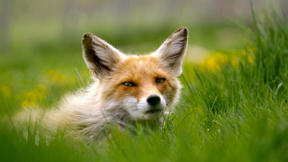 Majestic Fox in Verdant Meadow wallpaper