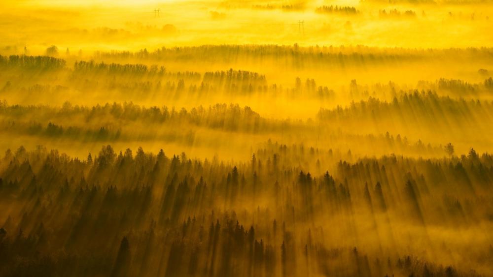 Golden Sunlight Over a Misty Forest Landscape wallpaper