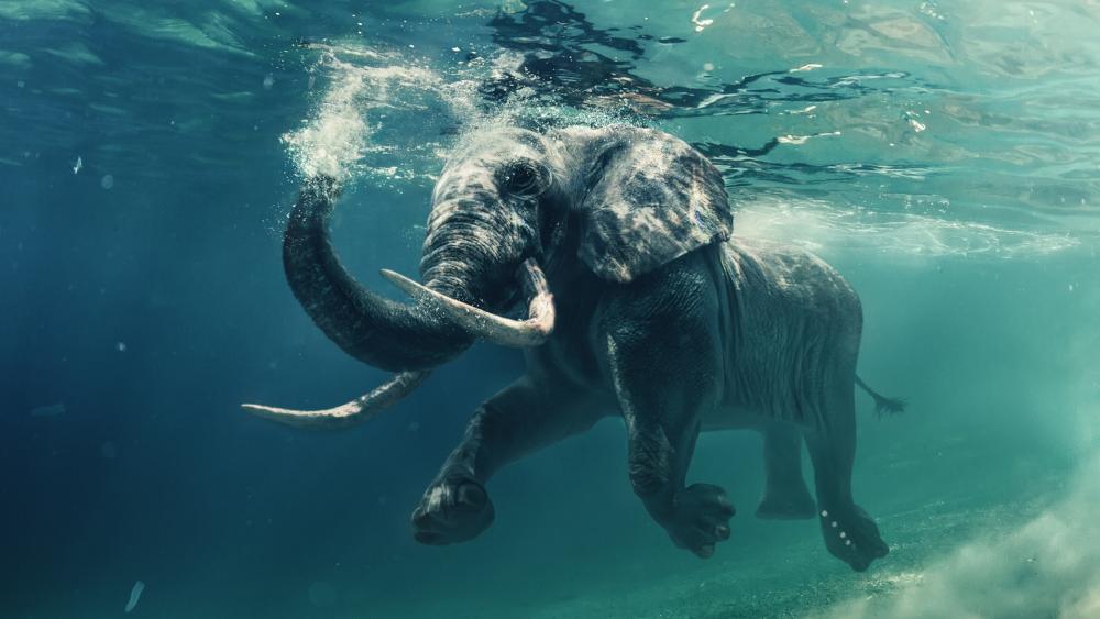 Elephant's Underwater Ballet wallpaper