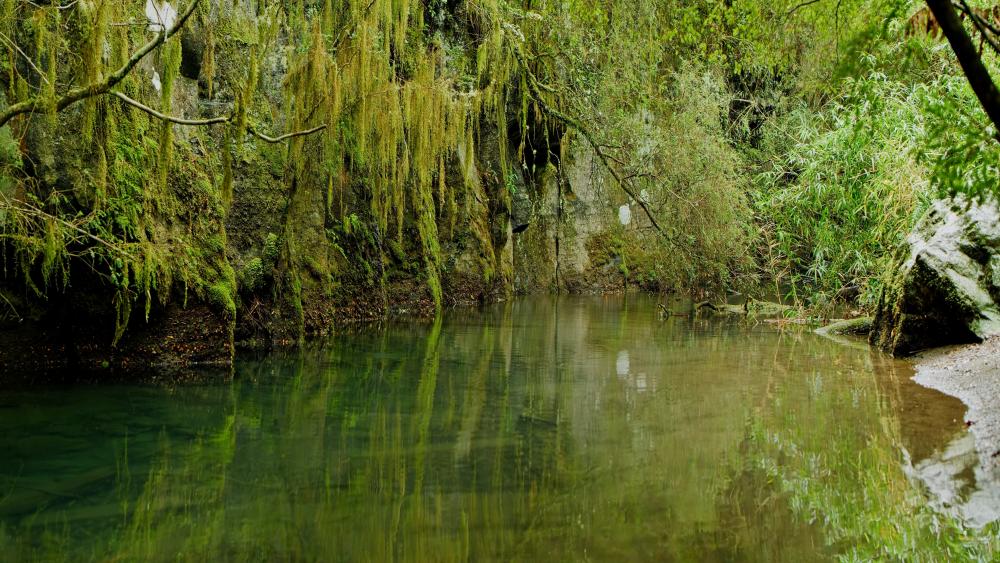 Nature green wallpaper