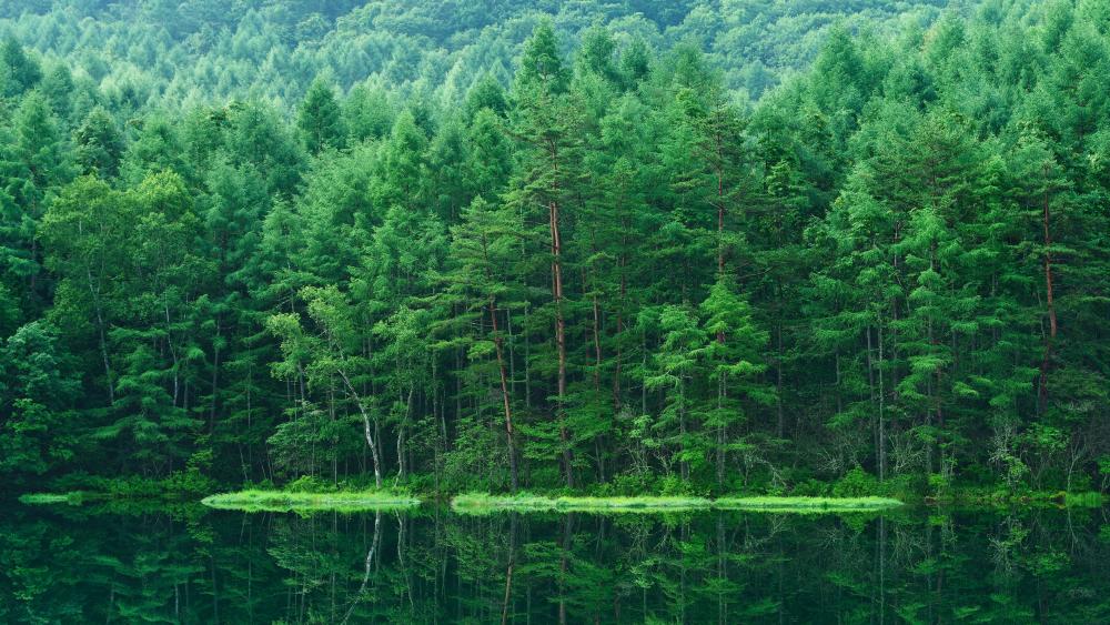 Tranquil Forest Reflections wallpaper