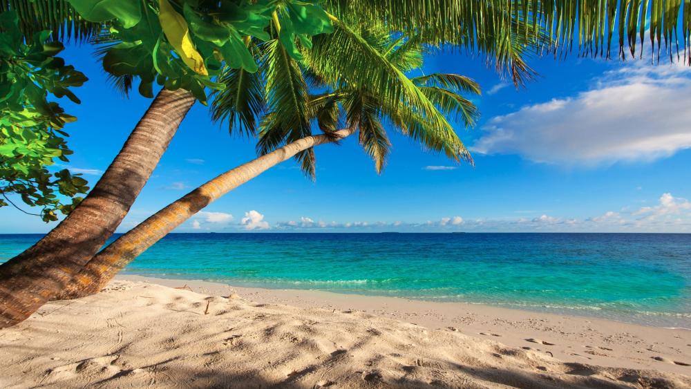 Sandy beach with palm trees wallpaper