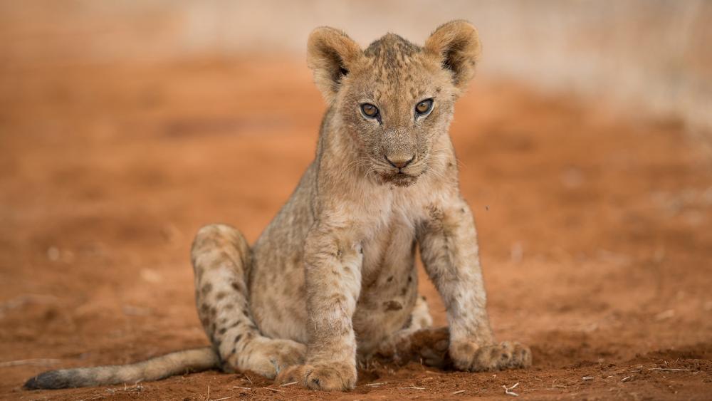 Lion cub wallpaper