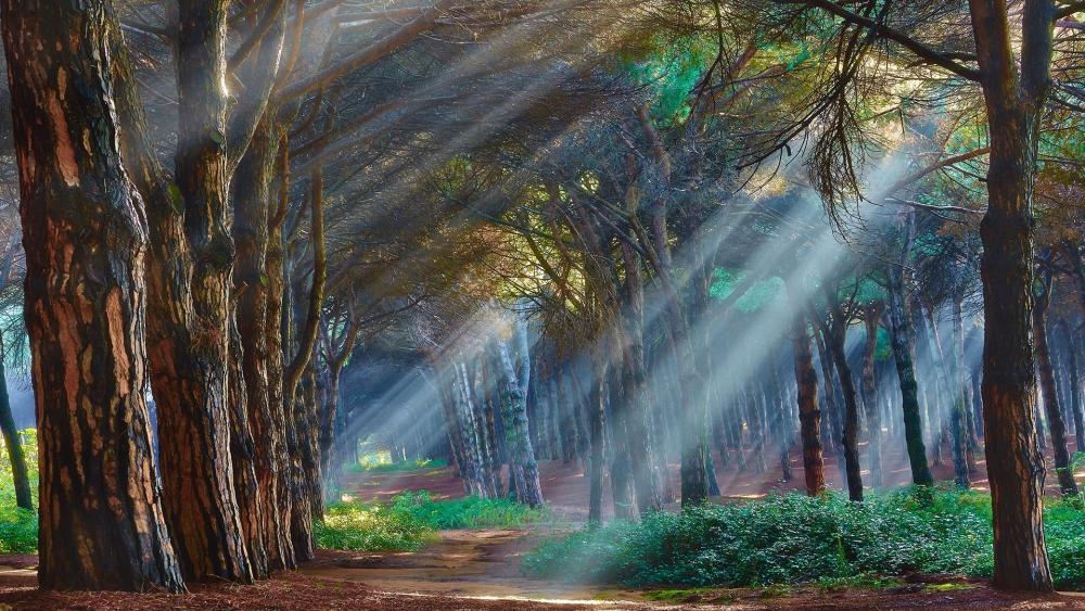 Sunlight Piercing Through an Enchanted Forest Trail wallpaper