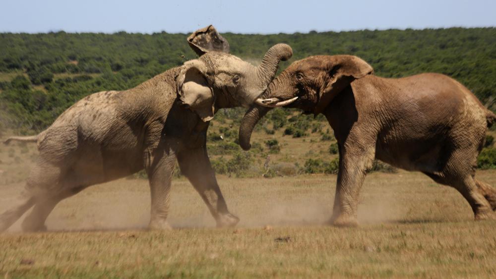 Bull Elephants Fighting wallpaper