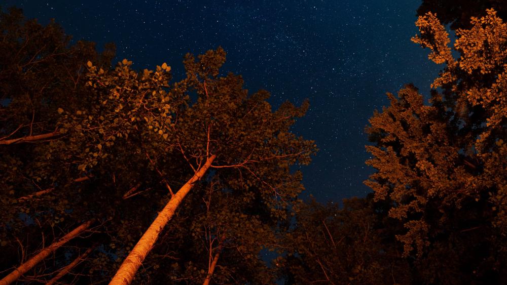 Majestic Night Sky Through Lush Trees wallpaper