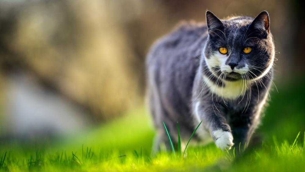 Majestic Cat in the Meadow wallpaper