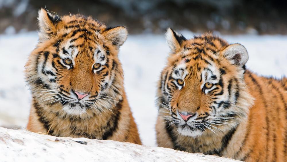 Tigers in Snowy Serenity wallpaper