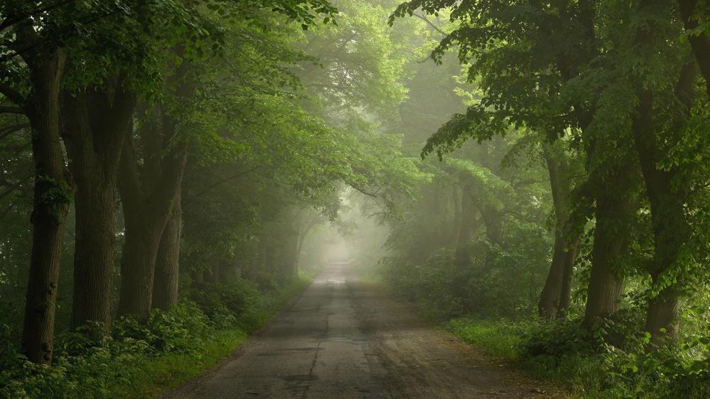 Misty Forest Road Embraced by Greenery wallpaper