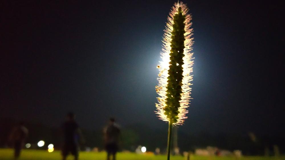 Setaria Pumila wallpaper