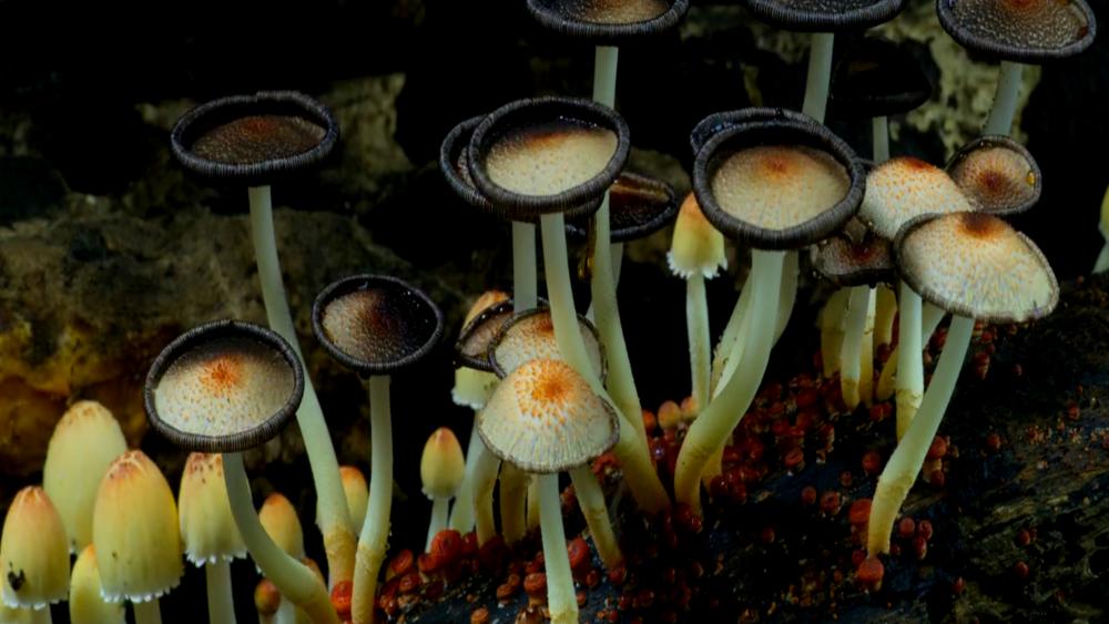 Mushroom in nature wallpaper