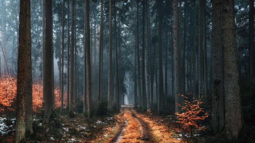 Misty Autumn Trail Through the Forest wallpaper