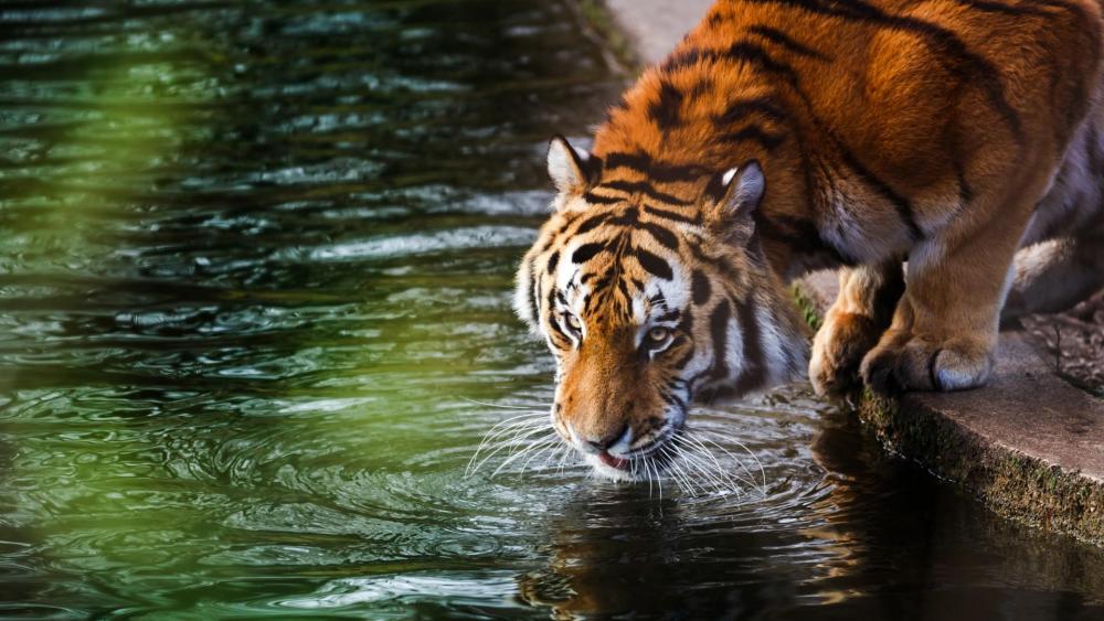 Thirsty Tiger Quenching by the Water's Edge wallpaper