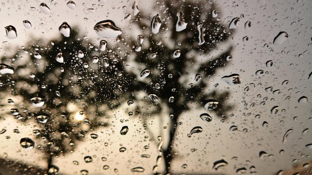 Nature's Serenity Through Raindrops wallpaper