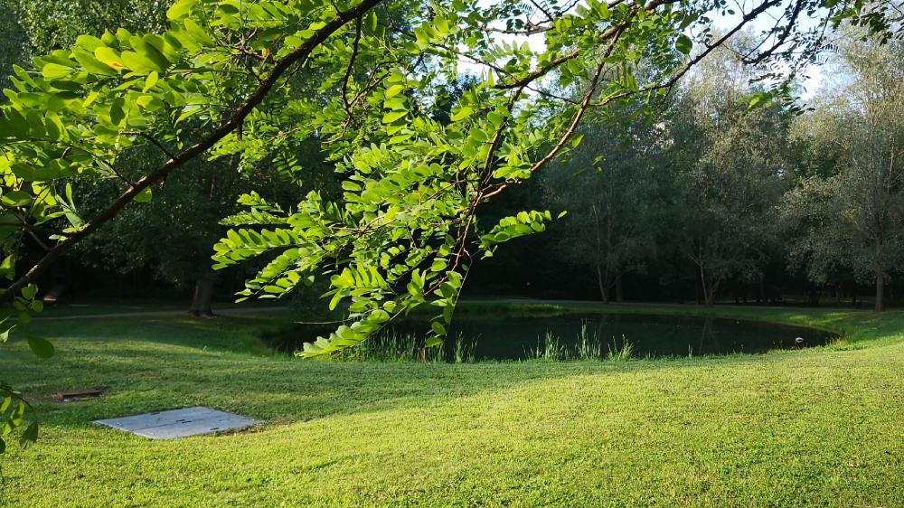 Serene Nature Escape in Greenery and Reflection wallpaper