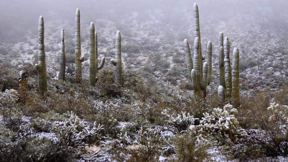 Snow-Covered Saguaros near Wickenburg, AZ wallpaper