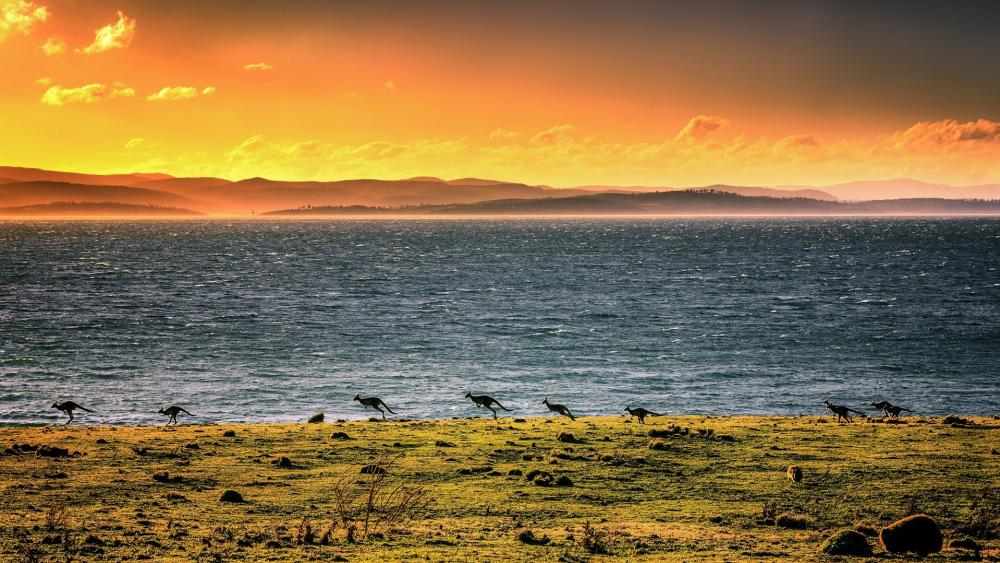 Serene Sunset Over Tranquil Waters and Birds Dancing in the Horizon wallpaper