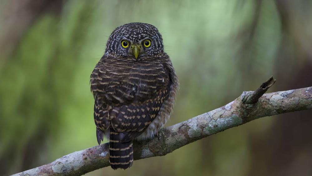 Majestic Owl Perched in Nature's Embrace wallpaper