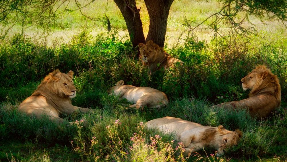 Serene Lions Resting in the Shade wallpaper